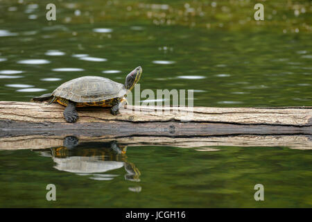 Western Painted turtle  on log in Good Acre lake-Victoria, British Columbia, Canada. Stock Photo