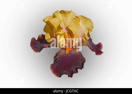 Devils Riot Tall Bearded iris (Iris x germanica Devils Riot). Image of flower isolated on white background Stock Photo