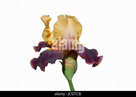 Devils Riot Tall Bearded iris (Iris x germanica Devils Riot). Image of flower isolated on white background Stock Photo