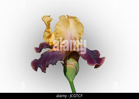 Devils Riot Tall Bearded iris (Iris x germanica Devils Riot). Image of flower isolated on white background Stock Photo