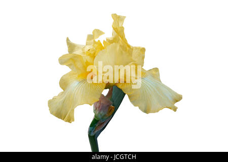 Tall Bearded german iris (Iris x germanica). Image of flower isolated on white background Stock Photo