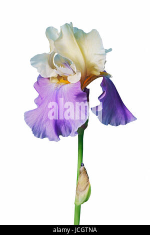 Panama Fling Tall Bearded iris (Iris x germanica Panama Fling). Image of flower isolated on white background Stock Photo