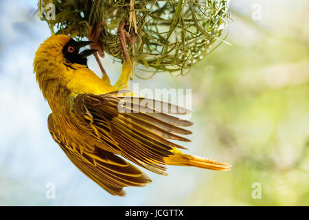 Single Male Southern Masked Weaver (Ploceus velatus) bird constructing his nest, hanging and fluttering his wings, Karoo National Park - South Africa. Stock Photo