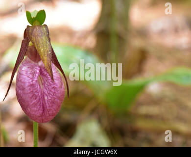 Pink lady slipper in New England forest. Stock Photo