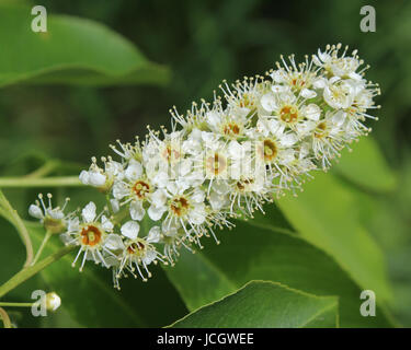 The decorative white flowers of Prunus serotina also known as wild or mountain black cherry. Stock Photo