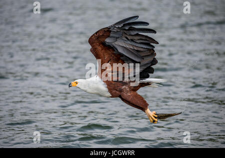 African fish eagle in flight with the fish in its claws. East Africa. Uganda. Great illustration. Stock Photo