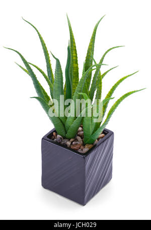 Office Plant in Black Pot Isolated on White Background. Stock Photo