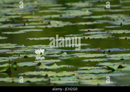 Single white water lily flower on a pond with full of lily pads. Stock Photo