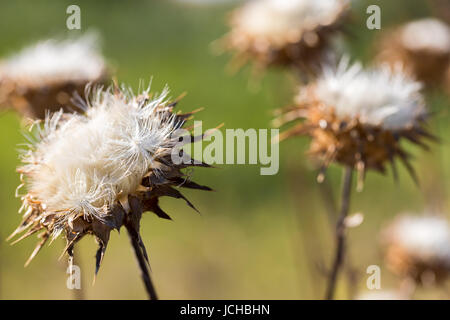 Milk Thistle (Silybum marianum) dried flowers in the summer. Stock Photo