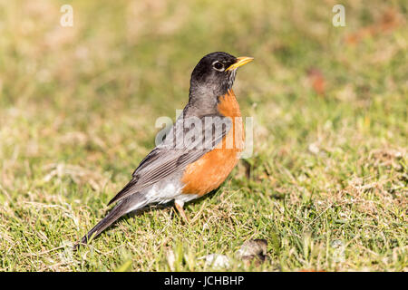 American Robin - Turdus migratorius, Adult Male. Stock Photo