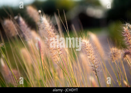 Diversely plants in front of sunset. Essaouira Stock Photo