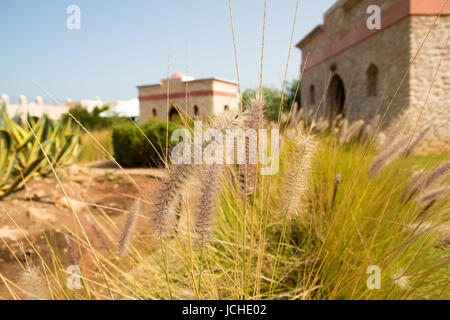 Diversely plants in front of sunset. Essaouira Stock Photo