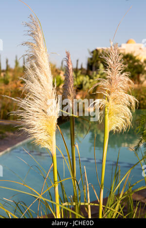 Diversely plants in front of sunset and swimming pool behind. Essaouira Stock Photo