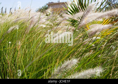 Diversely plants in front of sunset. Essaouira Stock Photo