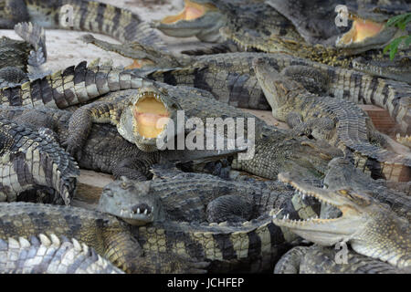 A Crocodile Farm near the City of Siem Riep in the west of Cambodia. Stock Photo