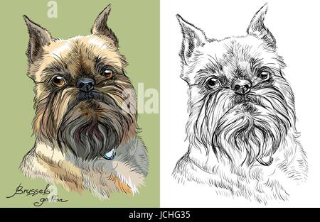 Colored brussels griffon dog portrait on green background and and black color on white background vector hand drawing illustration Stock Vector