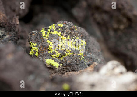 Lichens on rock (Epilithic crustose lichen) - Arizona, USA Stock Photo