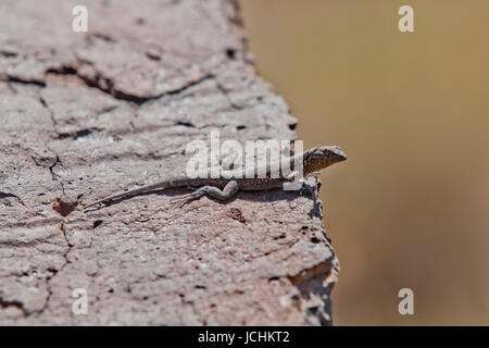 Side-blotched lizard on rock (Uta stansburiana elegans) - Mojave desert, California USA Stock Photo