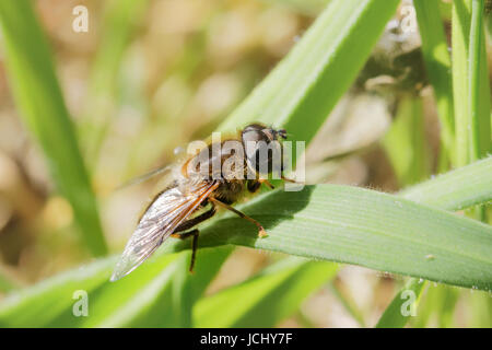 The drone-fly, Eristalis tenax, resembles a honey bee Stock Photo