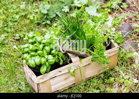 Basilikum Schnittlauch Und Korianer Im Garten Basil Chive And