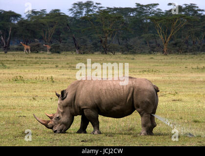 Rhinoceros in the savannah, Kenya. National Park. Africa. Stock Photo