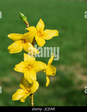 Forsythia flowers, Spring flowering shrub Stock Photo