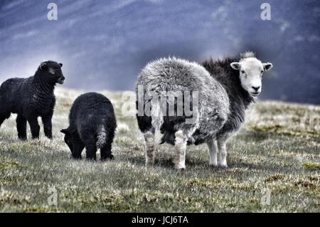 Herwick Ewe and Lambs near Skiddaw Stock Photo