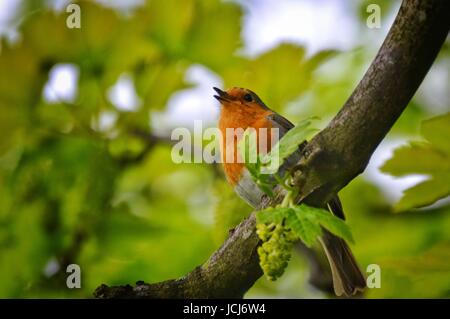 Singing European Robin perched on a branch Stock Photo