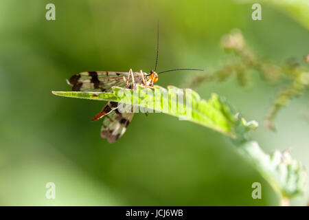 Skorpionsfliege - Panorpidae auf einem Blatt sitzend - Makroaufnahme Stock Photo
