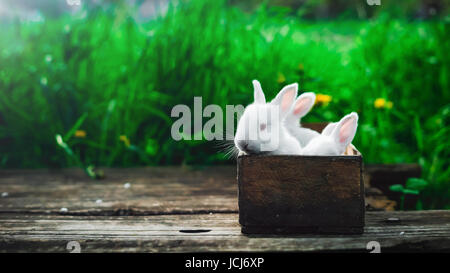 Three lovely fluffy rabbits sit in a wooden box on an old wooden board in the summer garden. Concept: Little white rabbits. Stock Photo
