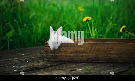 Little white rabbit sits in a box on a wooden board on a background of grass and yellow dandelions on a summer day, concept: a fluffy bunny in a box. Stock Photo
