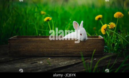Little white rabbit sits in a box on a wooden board on a background of grass and yellow dandelions on a summer day, concept: a fluffy bunny in a box. Stock Photo