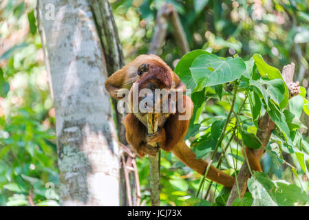 Young red howler monkey in the jungle near Coroico, Bolivia Stock Photo