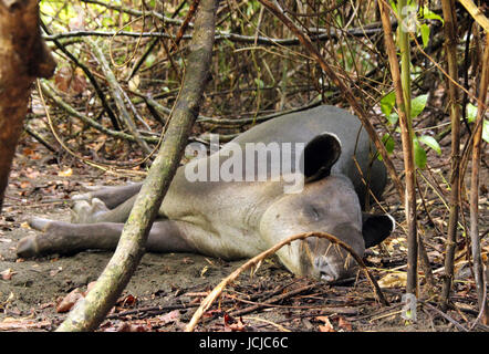 Baird's Tapir (Tapirus Bairdii) Sleeping in the Jungle, Corcovado, Costa Rica Stock Photo