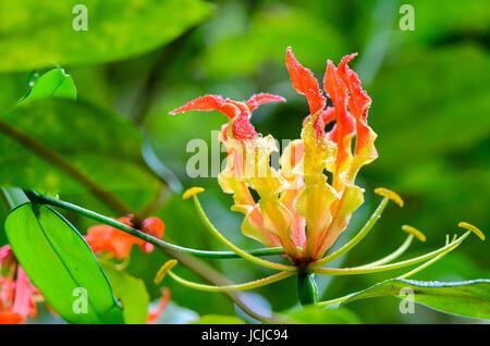 Gloriosa Superba or Climbing Lily is a climber with spectacular red and yellow flowers, but all parts of the plant are extremely poisonous, Taken in Thailand Stock Photo