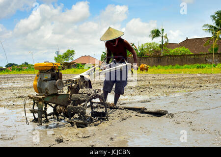 Local man working on a rice field. Bali island, Indonesia Stock Photo