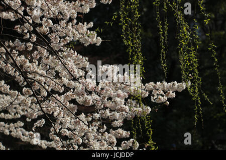Beautiful white cherry tree, a Somei Yoshino, in full blossom in the garden at the Yasukuni Shrine, Tokyo, Japan in full sunlight with hanging leaves. Stock Photo