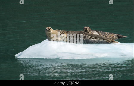 A trio of harbor seals are stetched out on a piece ice sunning themselves. Stock Photo