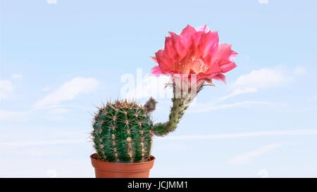 Echinopsis blossomed in orange balsam, blue sky in background