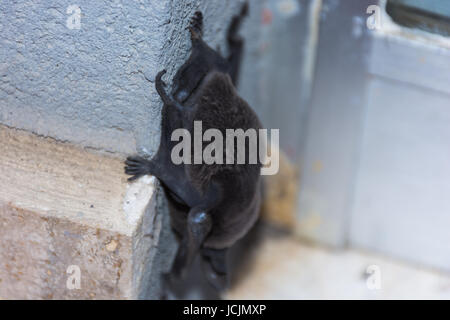 Abstract and conceptual sleeping, bat sleeping on the wall of a palace in the city. Insectivores, feeding on insects. Stock Photo