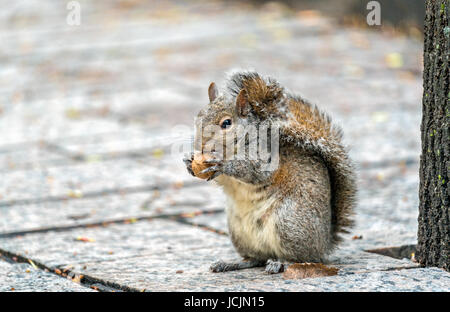 Eastern gray squirrel eats a walnut on Trinity Square in Toronto, Canada Stock Photo