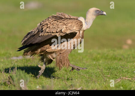 Griffon vulture (Gyps fulvus), adult, walking across meadow, Extremadura, Spain Stock Photo