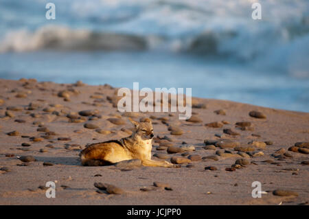 Black-backed Jackal (Canis mesomelas), Skelton Coast National Park, Namibia. Stock Photo