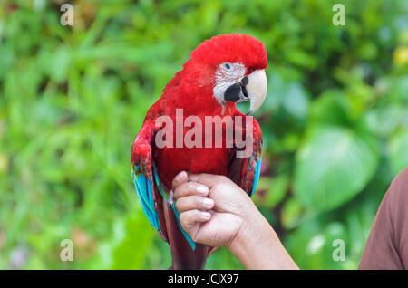 Green-Winged Macaw scientific name Ara chloroptera perch on the hand