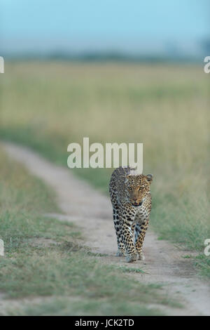 Wildlife nature. Leopard sunset walk. Leopard, Panthera pardus ...