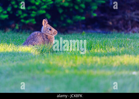 Eastern cottontail rabbit (Sylvilagus floridanus) baby in Wisconsin during late spring Stock Photo