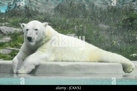 Polar bear looking at tasty cameraman