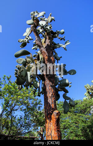Giant cactus tree (Opuntia echios sp.) on Santa Cruz Island in Galapagos National Park, Ecuador. It is endemic to the Galapagos Islands and is commonl Stock Photo