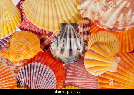 collection of various colorful seashells  - macro Stock Photo