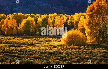 Autumn color woods , scenery in Xinjiang , China . Stock Photo